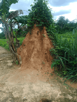 Anthill onsite in Nigeria