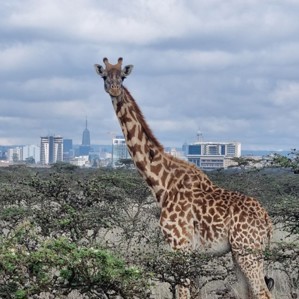 A photo of a giraffe on Principal Engineer Kirsty McNeil's visit to Kenya
